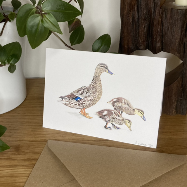 Bird Card Collection
