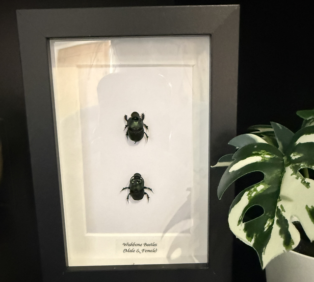 Wishbone Beetles (male & female)