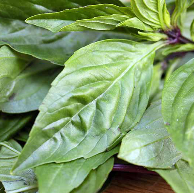 Basil Thai Large Leaf