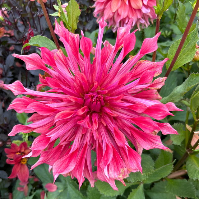 Belle of Barmera 288