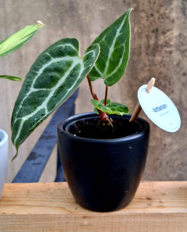 C71 . Anthurium clarinervium in "BLACK CACHPOT"