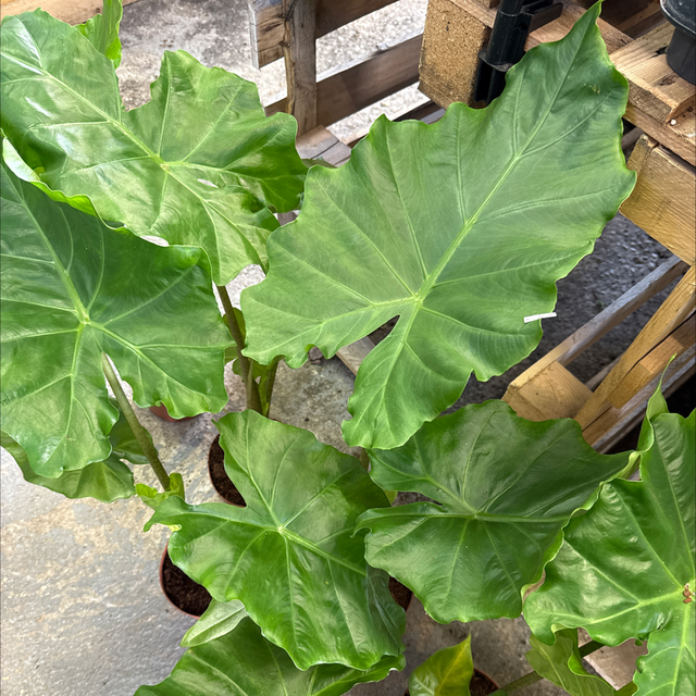 Alocasia portodora 