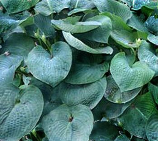 Hosta 'Gray Cole' 