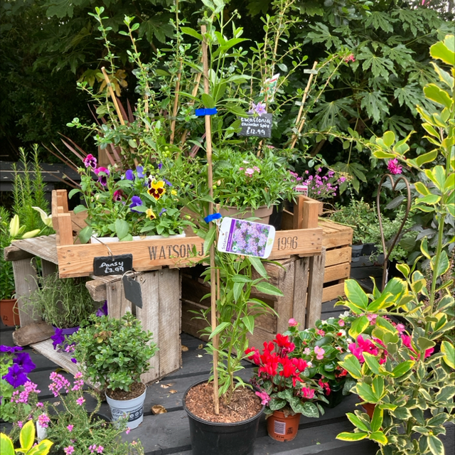 Solanum Crispum Climber