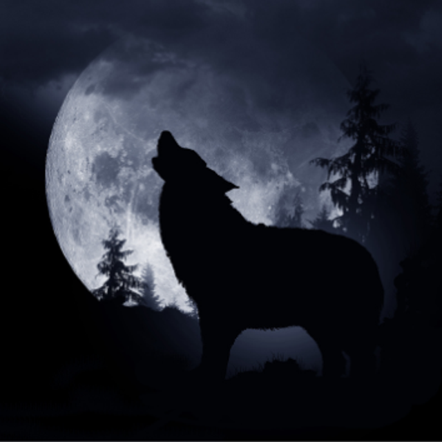 LA NUIT DU LOUP GALET FONDANT