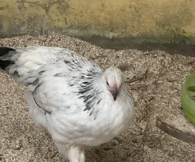 Light Sussex Hen | Available NOW