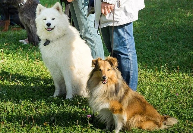 Alltagstraining / Social Walk