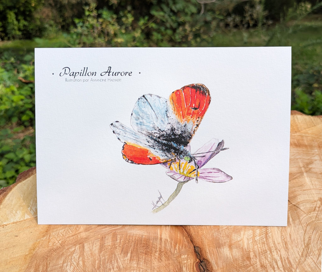 Tirage Papillon Aurore