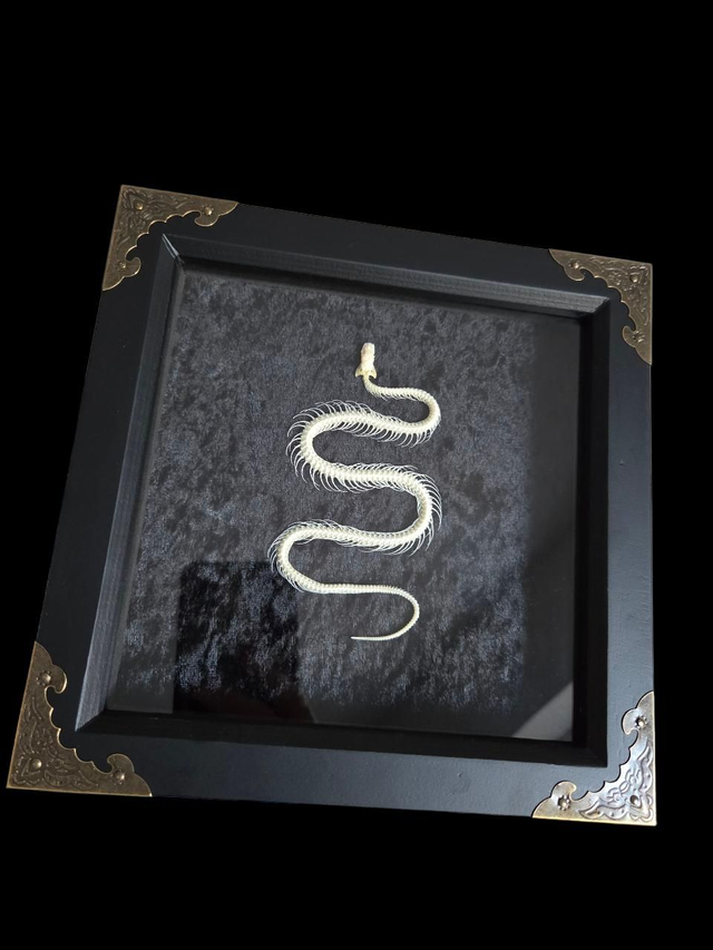 Snake Skeleton on Black Velvet