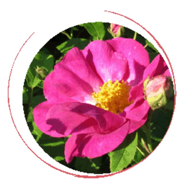 Macération solaire de Rose