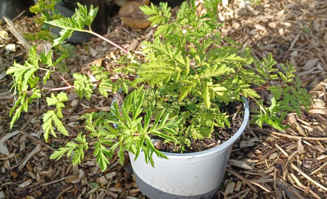 Chaerophyllum hirsutism Rubrifolium