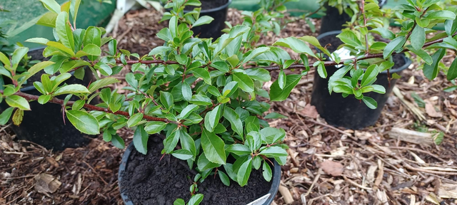 Pyracantha Orange Glow