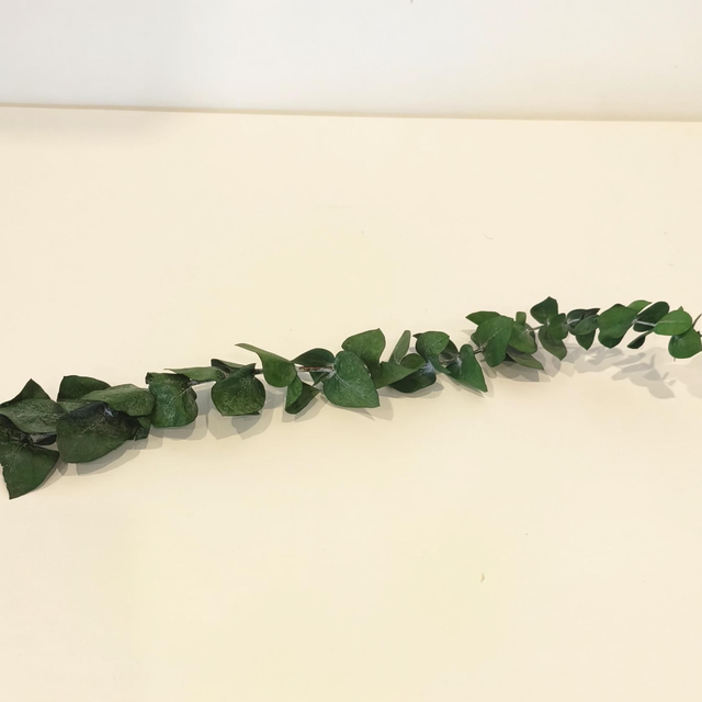 Eucalyptus baby stabilisé – Feuillage naturel pour bouquets, couronnes et déco florale durable