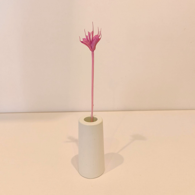 Nigelle orientale séchée – Fleur graphique pour bouquets secs, déco naturelle et compositions florales