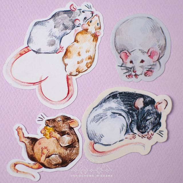 Myszki | ZWIERZĘTA 