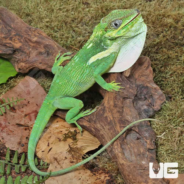 Cuban night anole pairs 