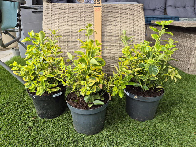 Euonymus japonica Aureus pot 3L