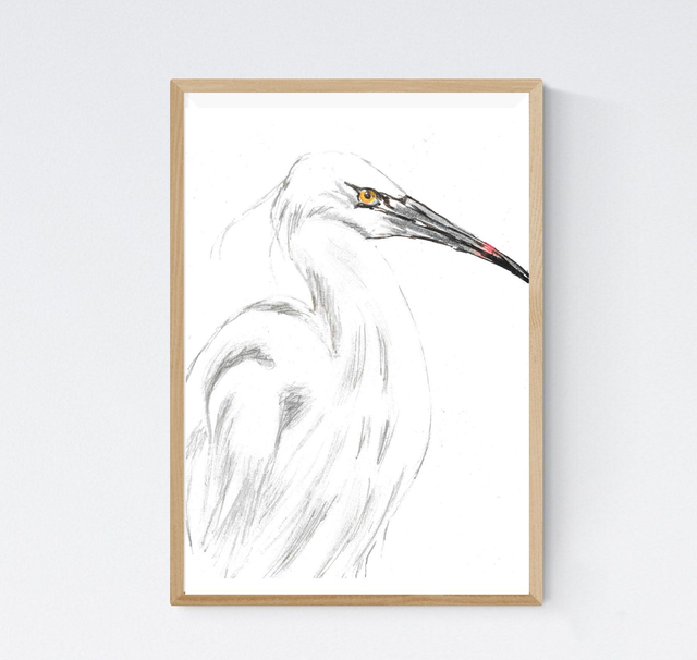 Aigrette Garzette, Egretta garzetta Profil