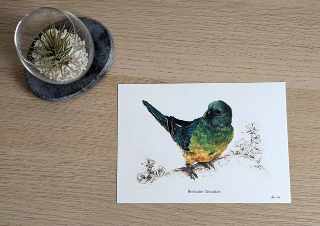 Perruche Croupion, exlibris format A5