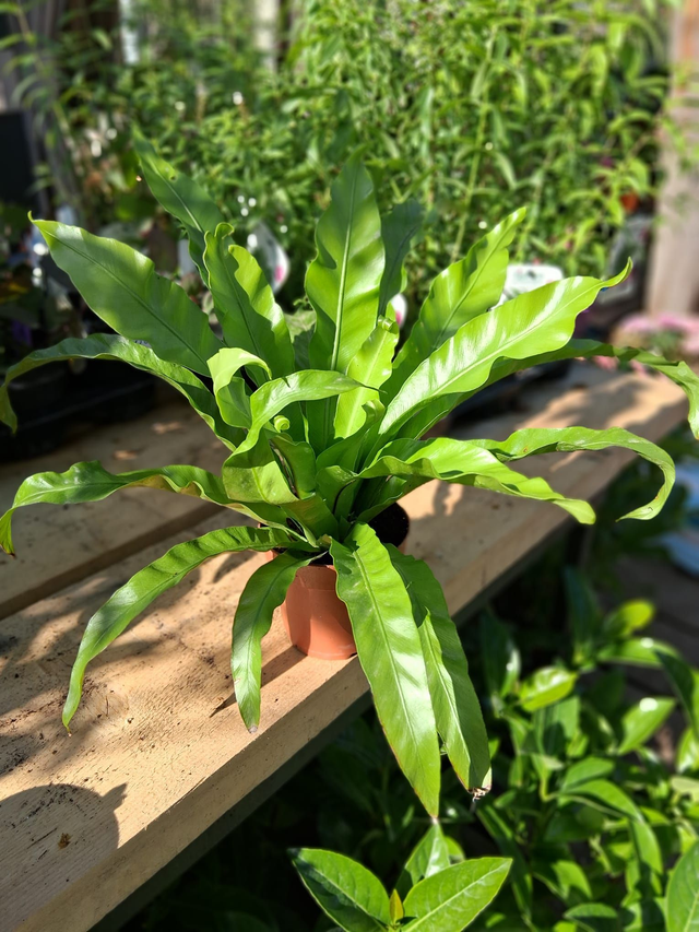 B41 . Asplenium Antiquum