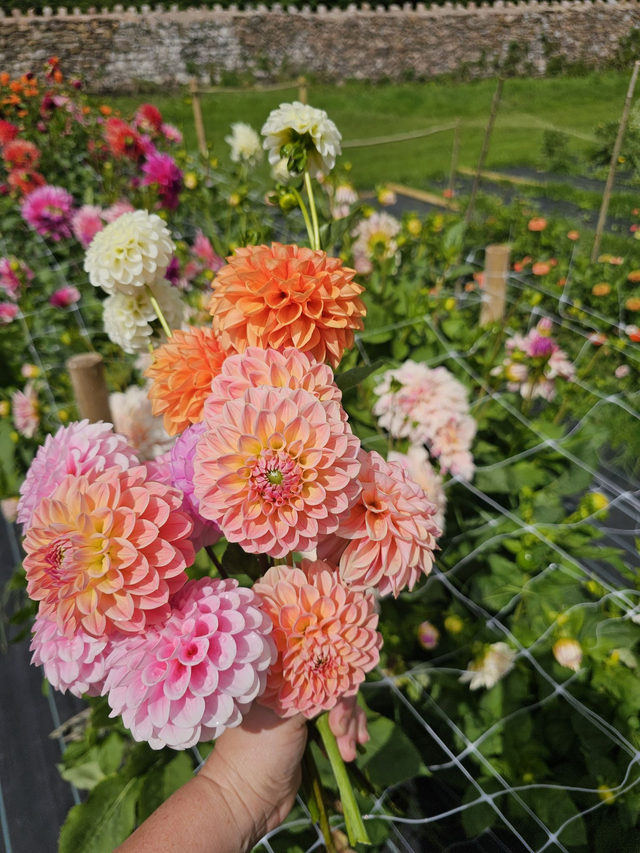 Cut and Create a Vase of Dahlias ~ Tuesday 5th August - 10am - 1pm