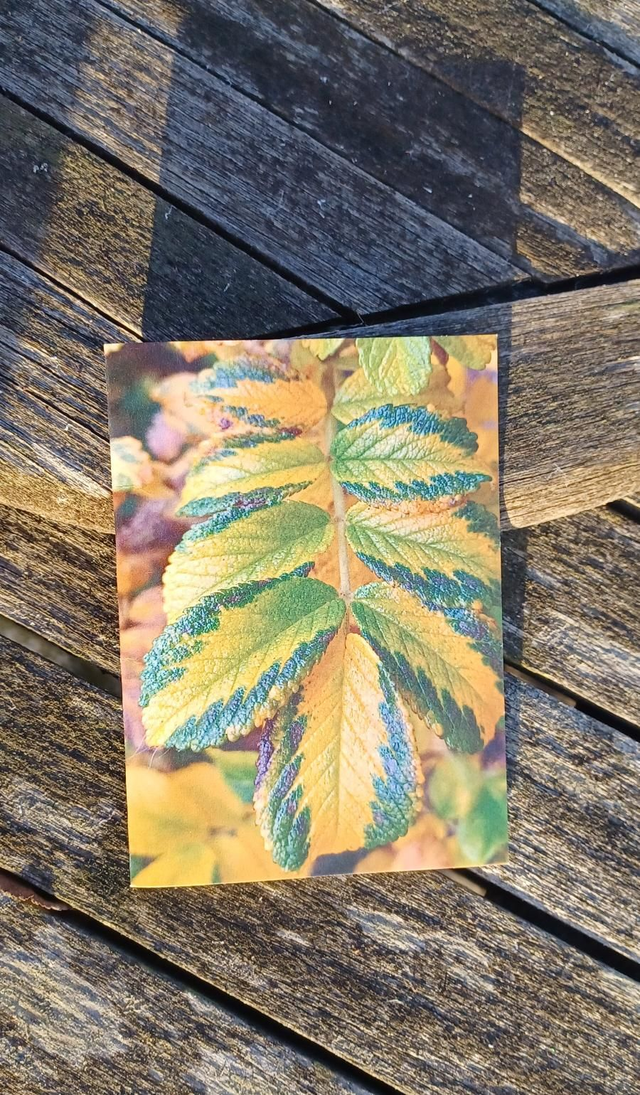 Rosa Rugosa in Autumn