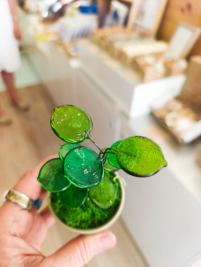 Les Potipousse "Pilea"