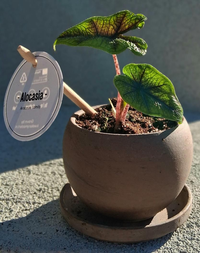 C165 . Alocasia Jacklyn in 'Luna basalt'