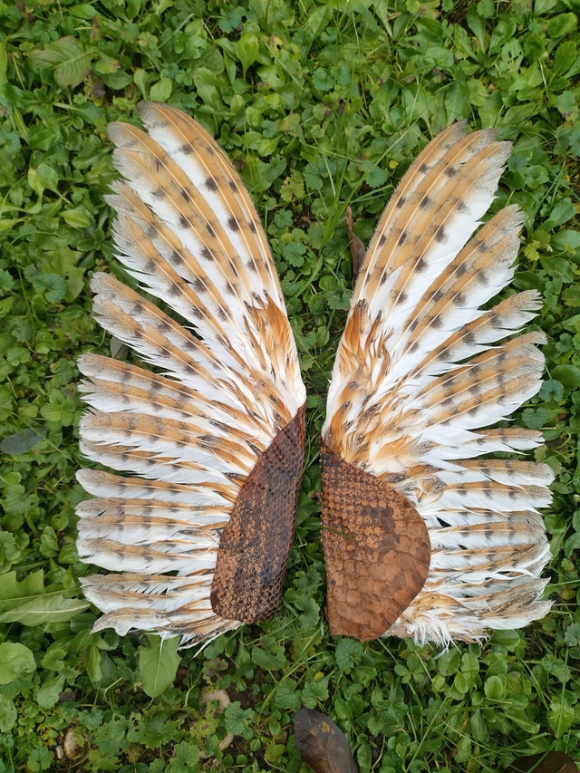  Ventagli di  Barbagianni