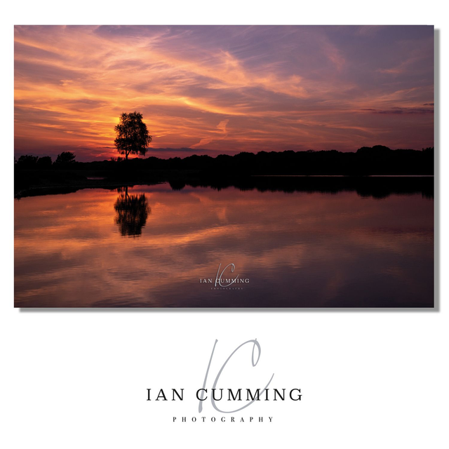 Andrews Mare - New Forest - Hampshire