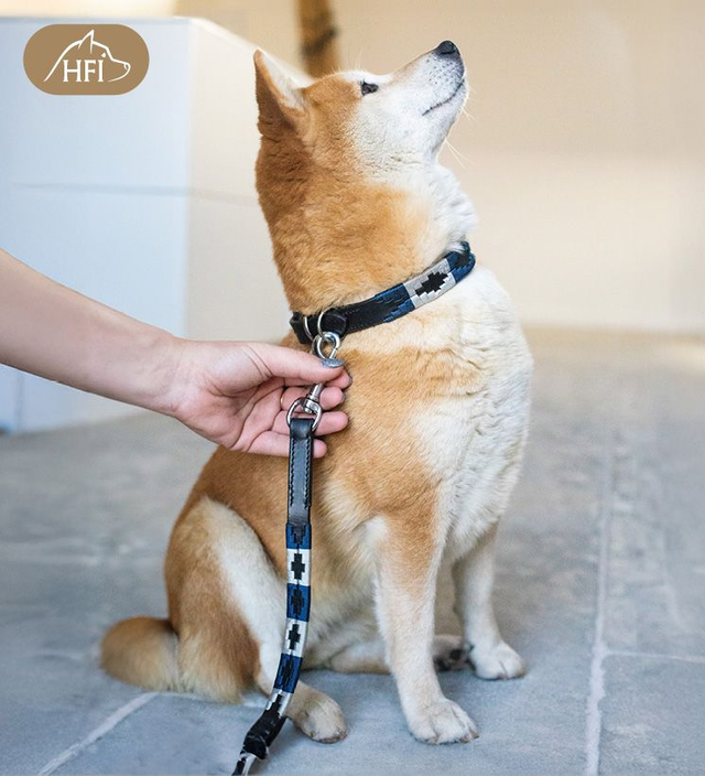 Laisse pour chien HFI Polo