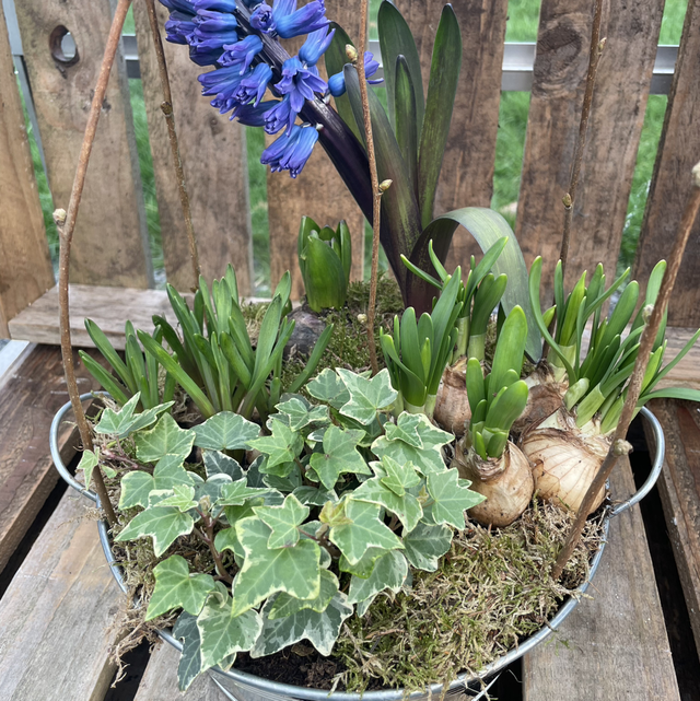 Spring Bulbs Galvanised Bowl Planter