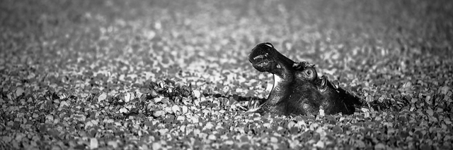 Tirage "Bain de cailloux"