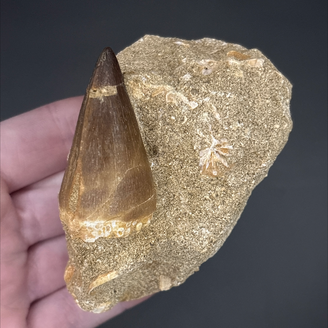 Mosasaur Tooth