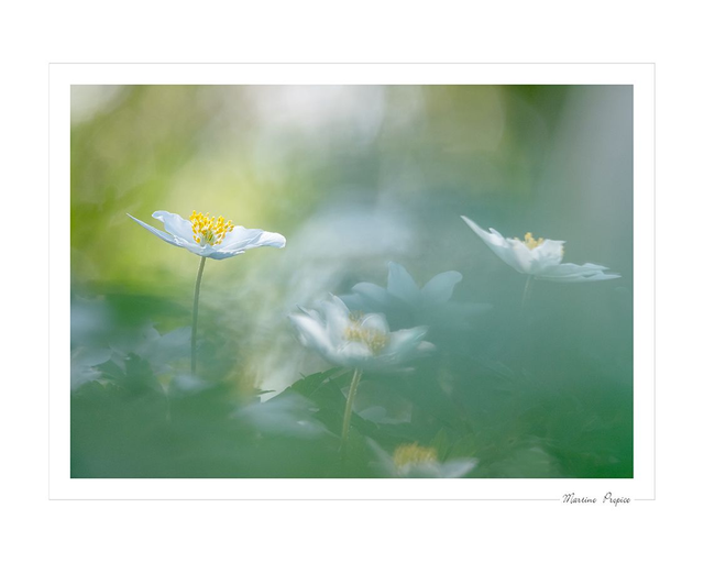 C224 - Anémones Sylvie