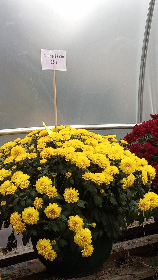 Chrysanthème coupe 27