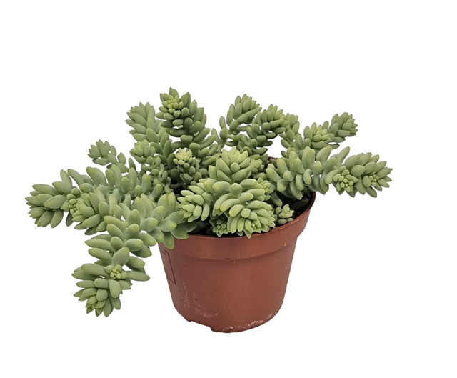 D24 . Sedum burrito