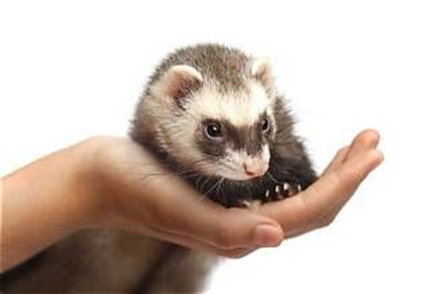 Furet apprivoisé