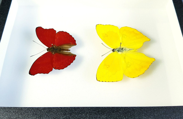 Cymothoe sangaris / Phoebis rurina