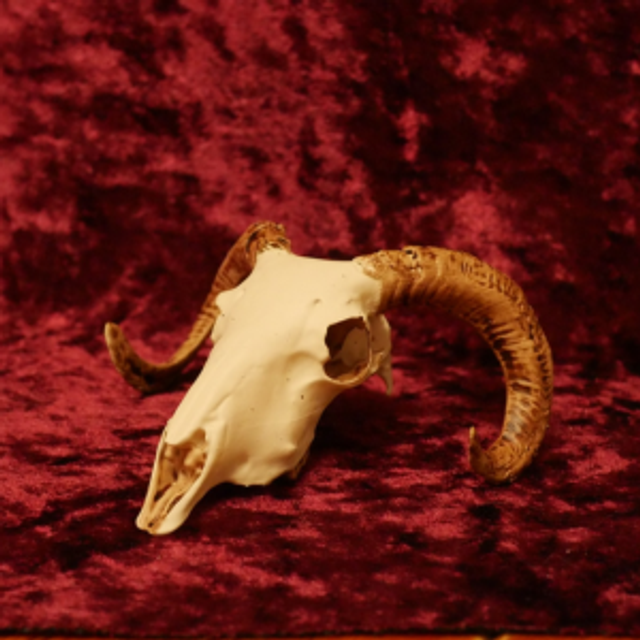 Aged &#039;Phillip&#039;