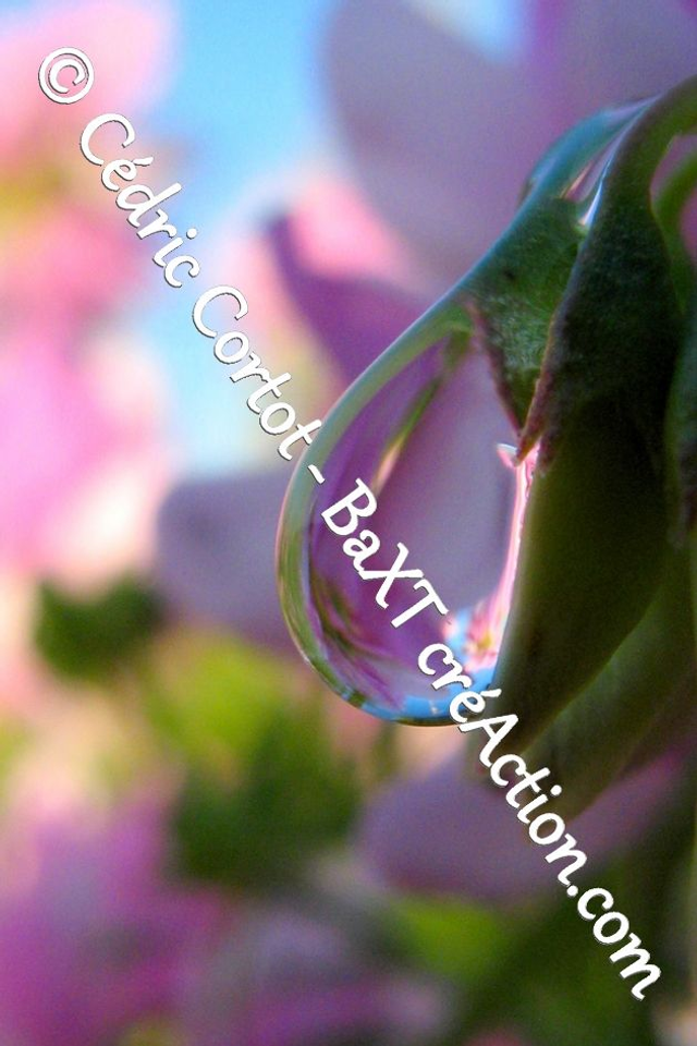 Impression sur alu dibond - Rosée et gouttes de pluie (ref 5809)