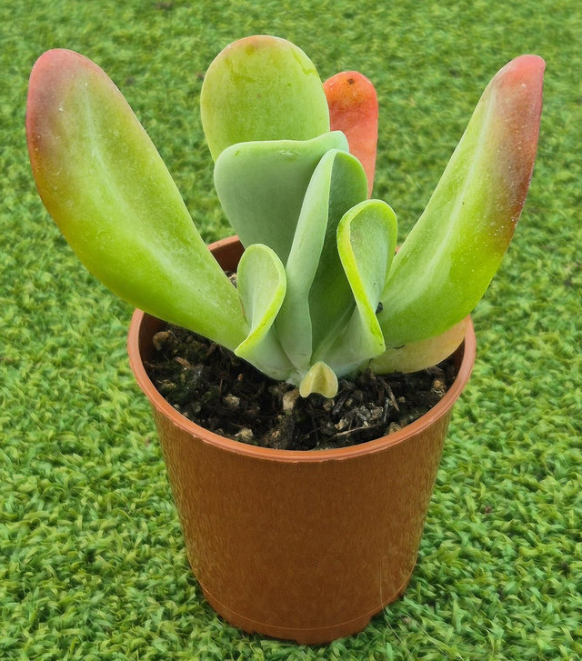 Kalanchoe luciae 'Oricula'
