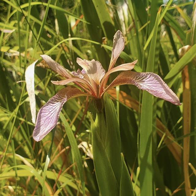 Iris fétide (Iris foetidissima )