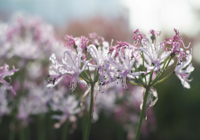 Species Beauty - Nerine Sarniensis
