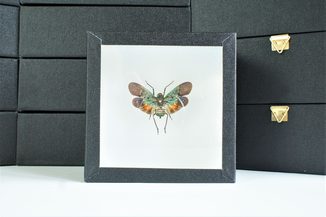 Penthicodes farinosa