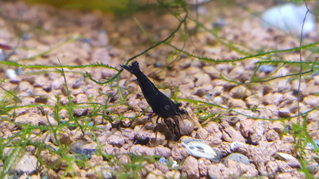 Pitch black midnight shrimp x1