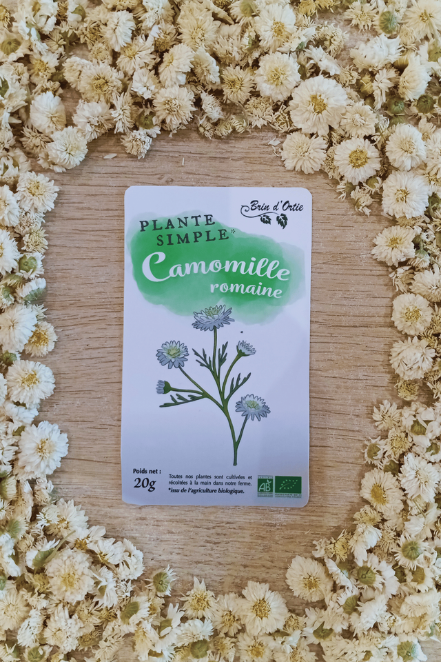 Fleur simple, Camomille romaine