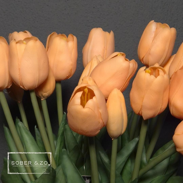 Tulp Countryfield zalm, maat M