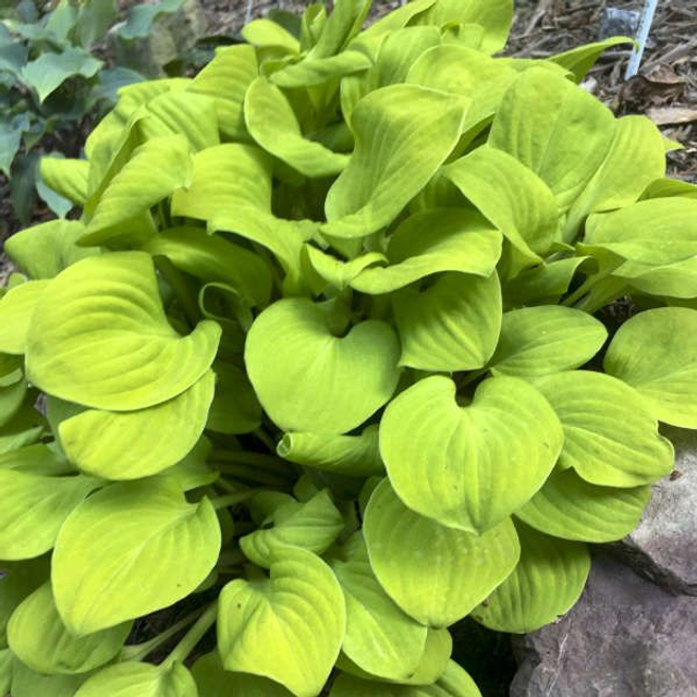 Hosta 'Sun Mouse' bare root