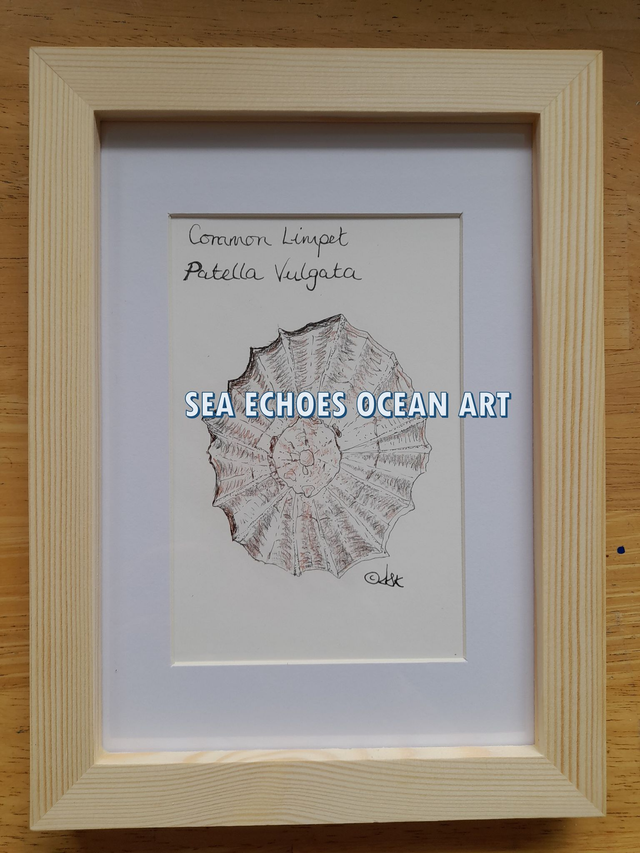 Shell: Limpet - Patella Vulgata Original